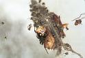 Parasteatoda_lunata_F2130_Z_90_Les Gris_Frankrijk